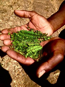 Boniface describing the properties of Gliricidia sepium