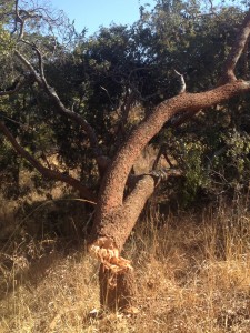 A freshly cut tree waiting to be turned to charcoal