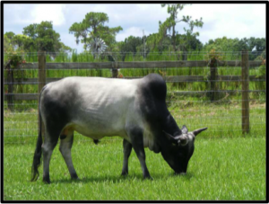 Without a Juhudi Kilimo loan, families opt for the domestic Zebu cow, which has 1/3 the economic impact of the hybrid Friesian cow. 