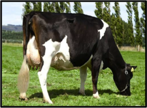 Juhudi Kilimo loans enable farmers to purchase this hybrid Friesian cow, which provides both food security and an alternative source of income for the family. 