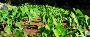 Hawaiian Taro