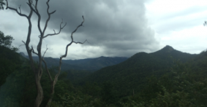 Exploring the South India jungle! 