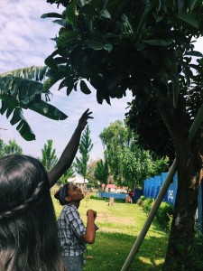 giant avocado