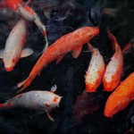 Koi_Zen_Garden,_Tokyo