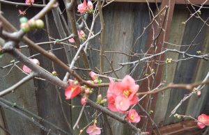 Winter Blossoms