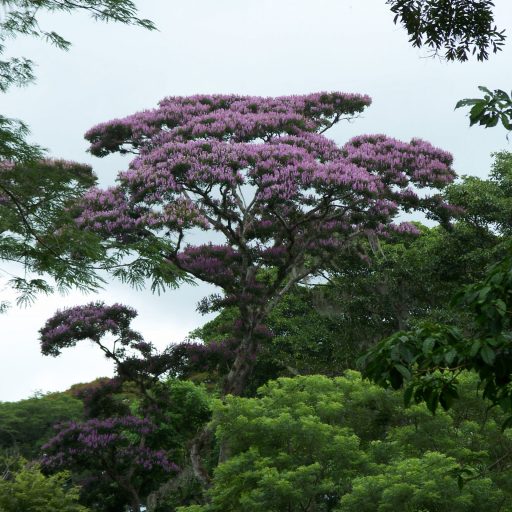 Lonchocarpus spp.