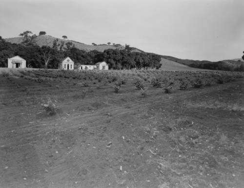 Vineyard field and buildings in background