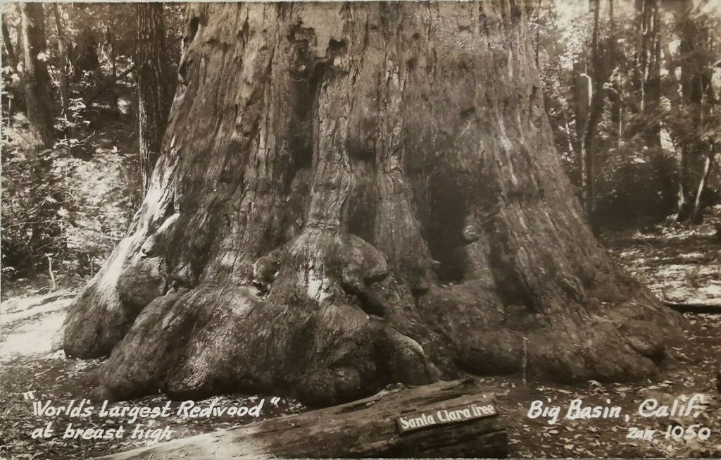 "World's largest Redwood" at breast high
Santa Clara tree
Big Basin, Calif.