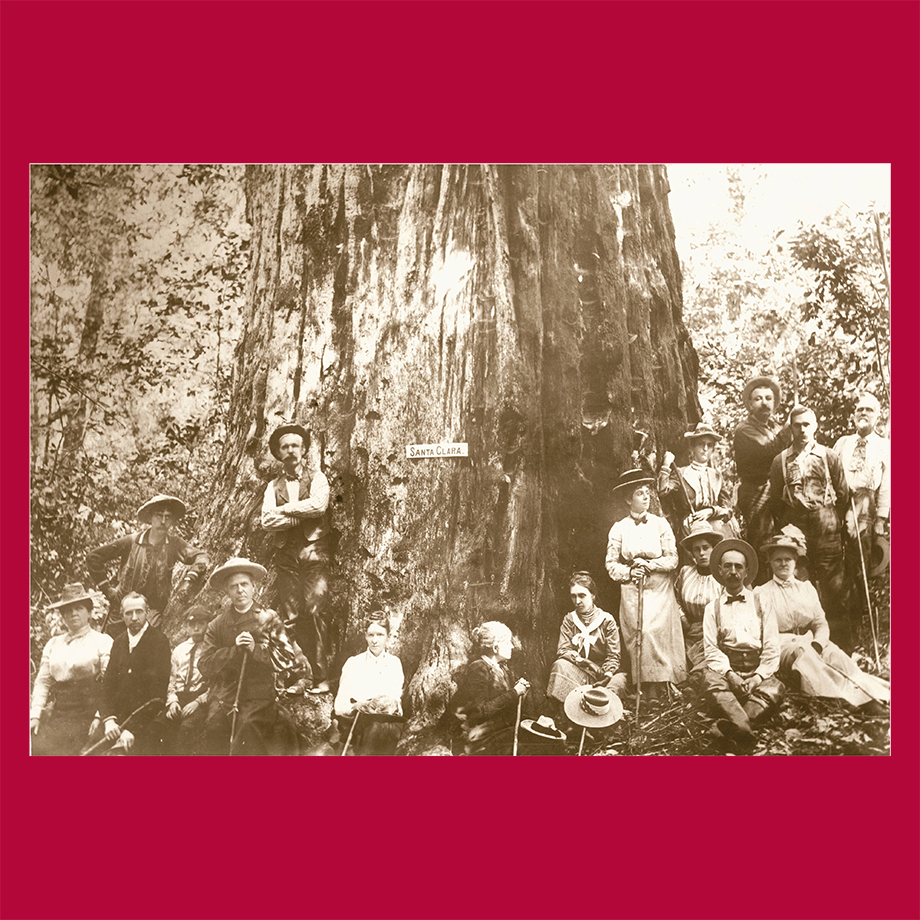 Black and white photo of group around the Santa Clara tree 1903