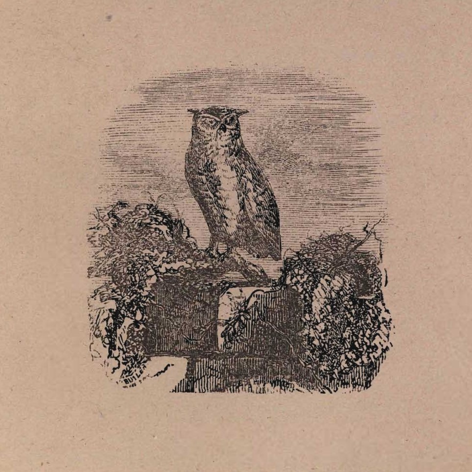 An owl perched on top of rocks and vegetation.