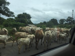 Indian cows sheepishly exit the road. 