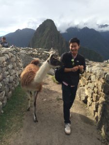 Roaming llamas in Machu Picchu!