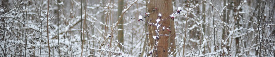 Internet Culture NA Blog