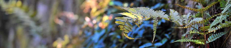 Internet Culture NA Blog