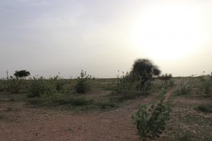 A beautiful desert landscape during the journey from Barmer to Bikaner.